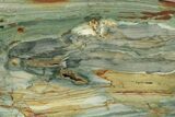 Gary Green Jasper (Larsonite) Bog Wood Slab - Oregon #263369-1